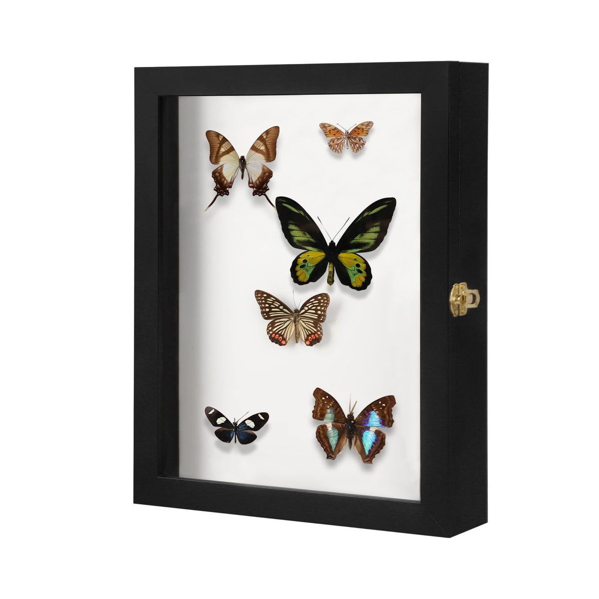 IHEIPYE Insect Display Case Bug Display Case Shadow Box Small Black